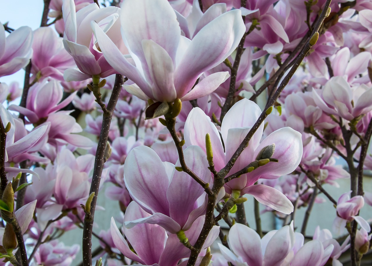 blossom  bloom  magnolia free photo