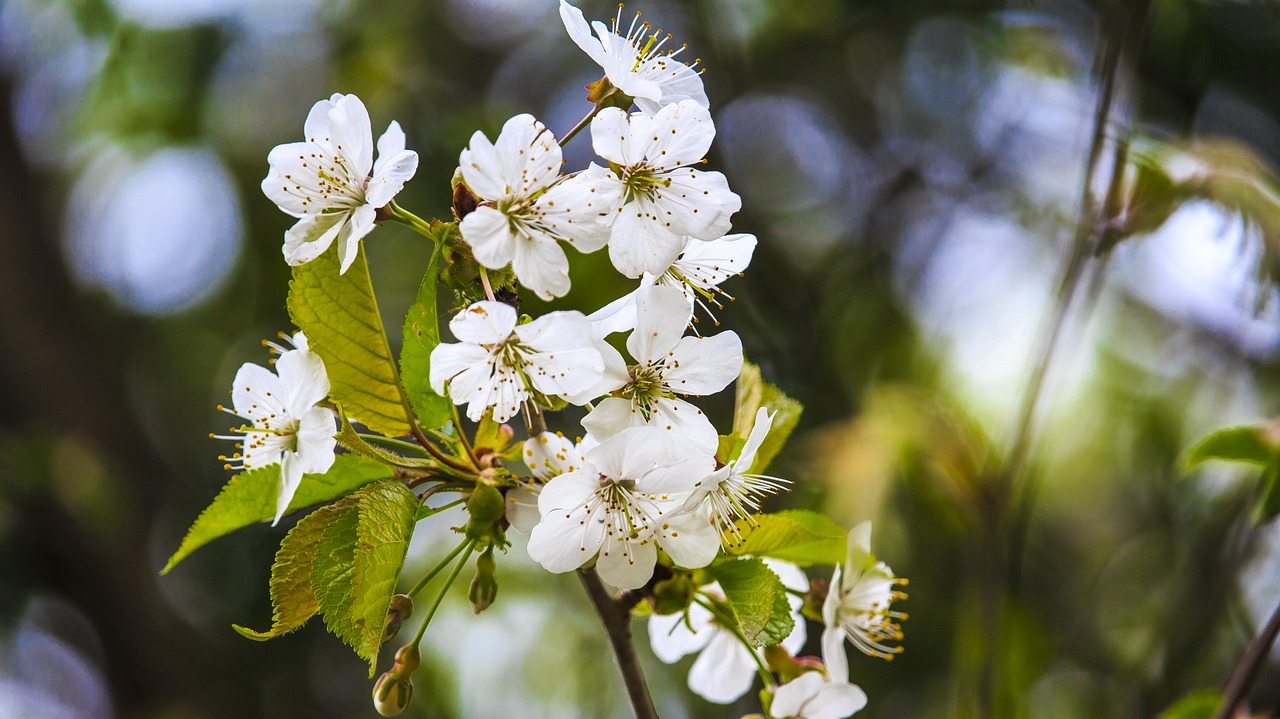 blossom  bloom  spring free photo