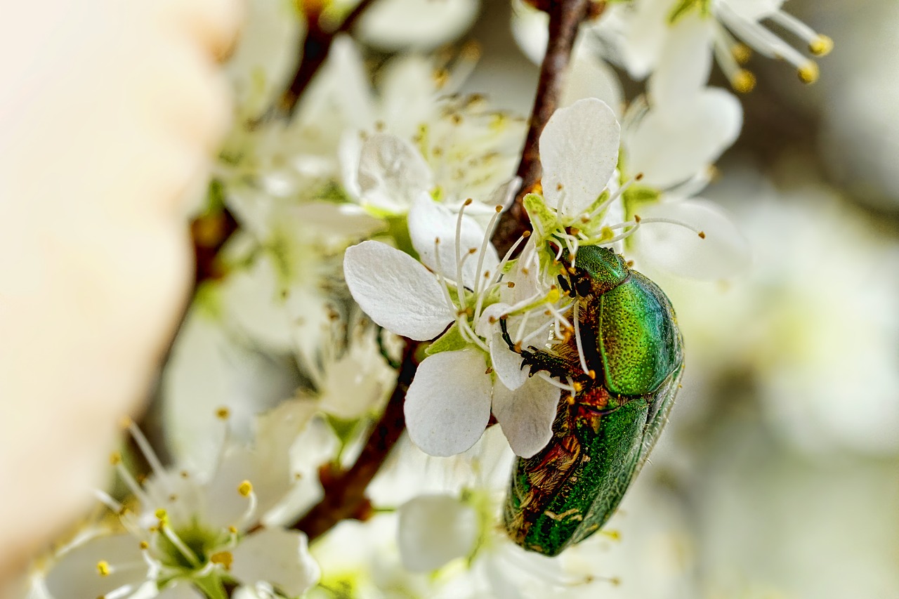 blossom  nature  insect free photo