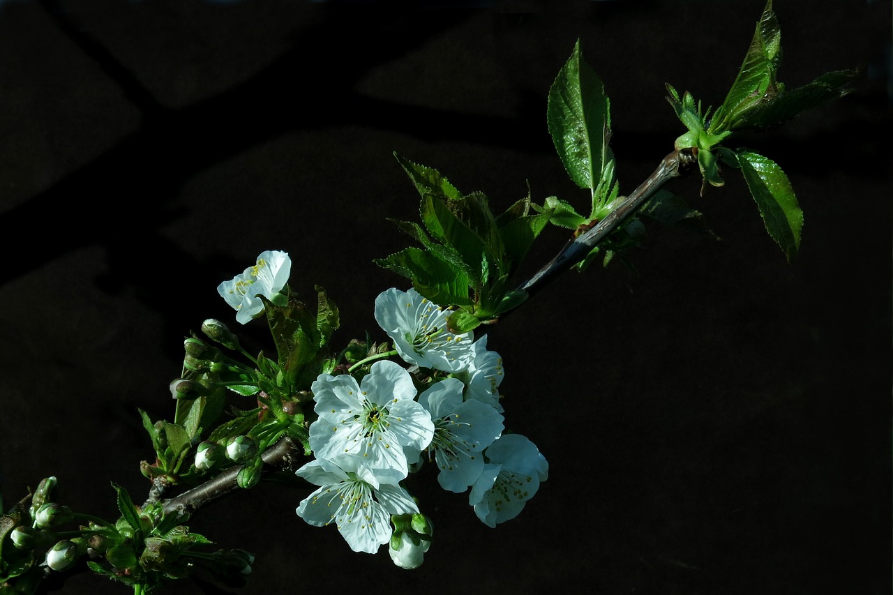 blossom  bloom  cherry blossom free photo