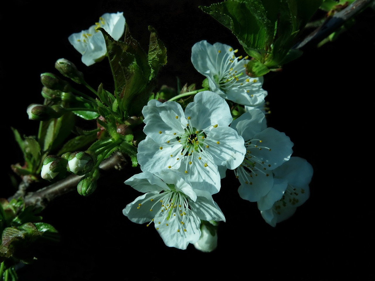 blossom  bloom  cherry blossom free photo