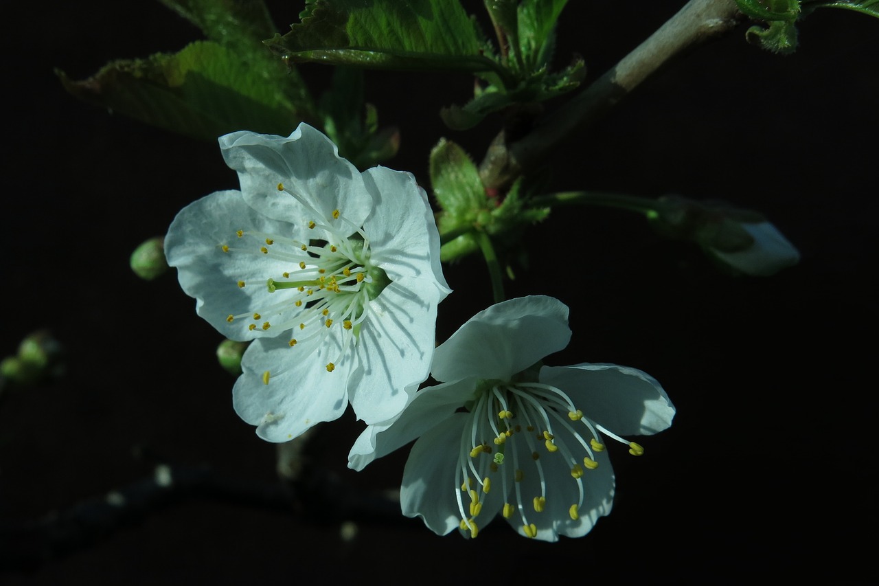 blossom  bloom  cherry blossom free photo