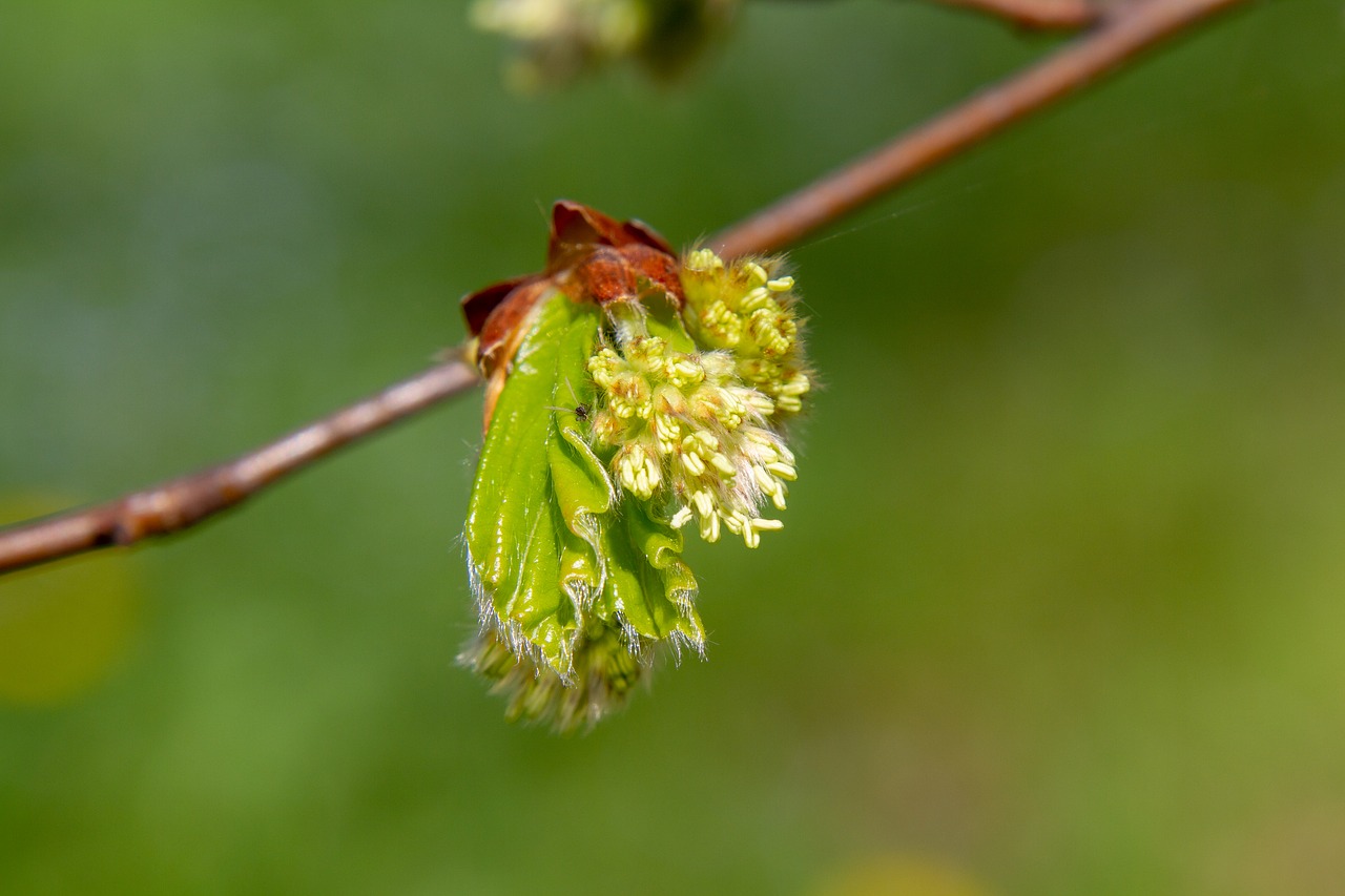 blossom  bud  nature free photo