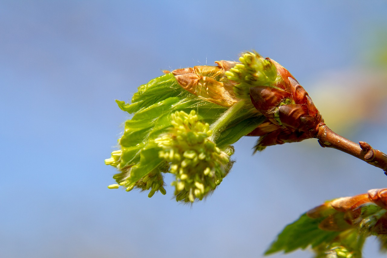 blossom  bud  nature free photo