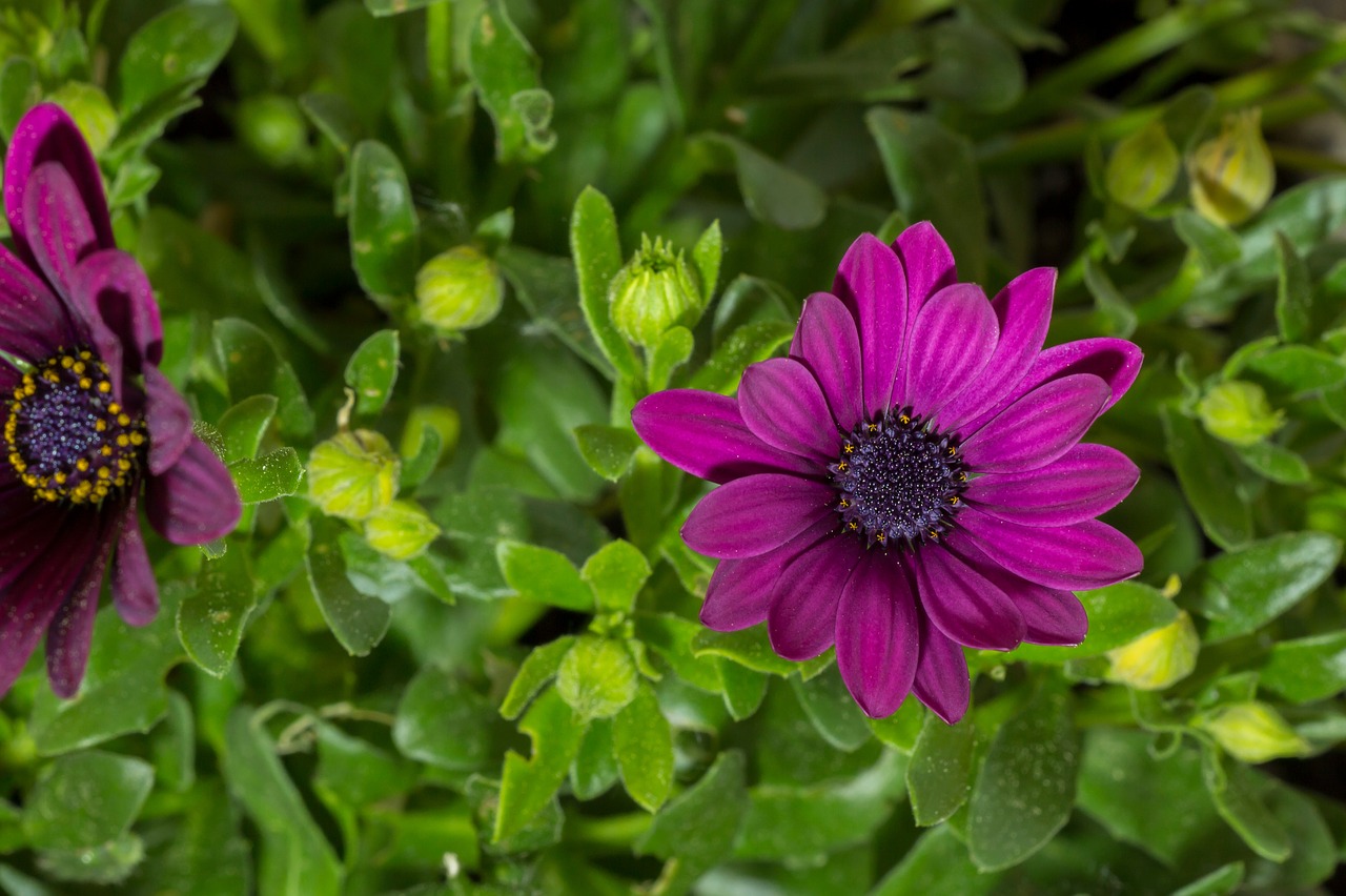 blossom  bloom  flower free photo