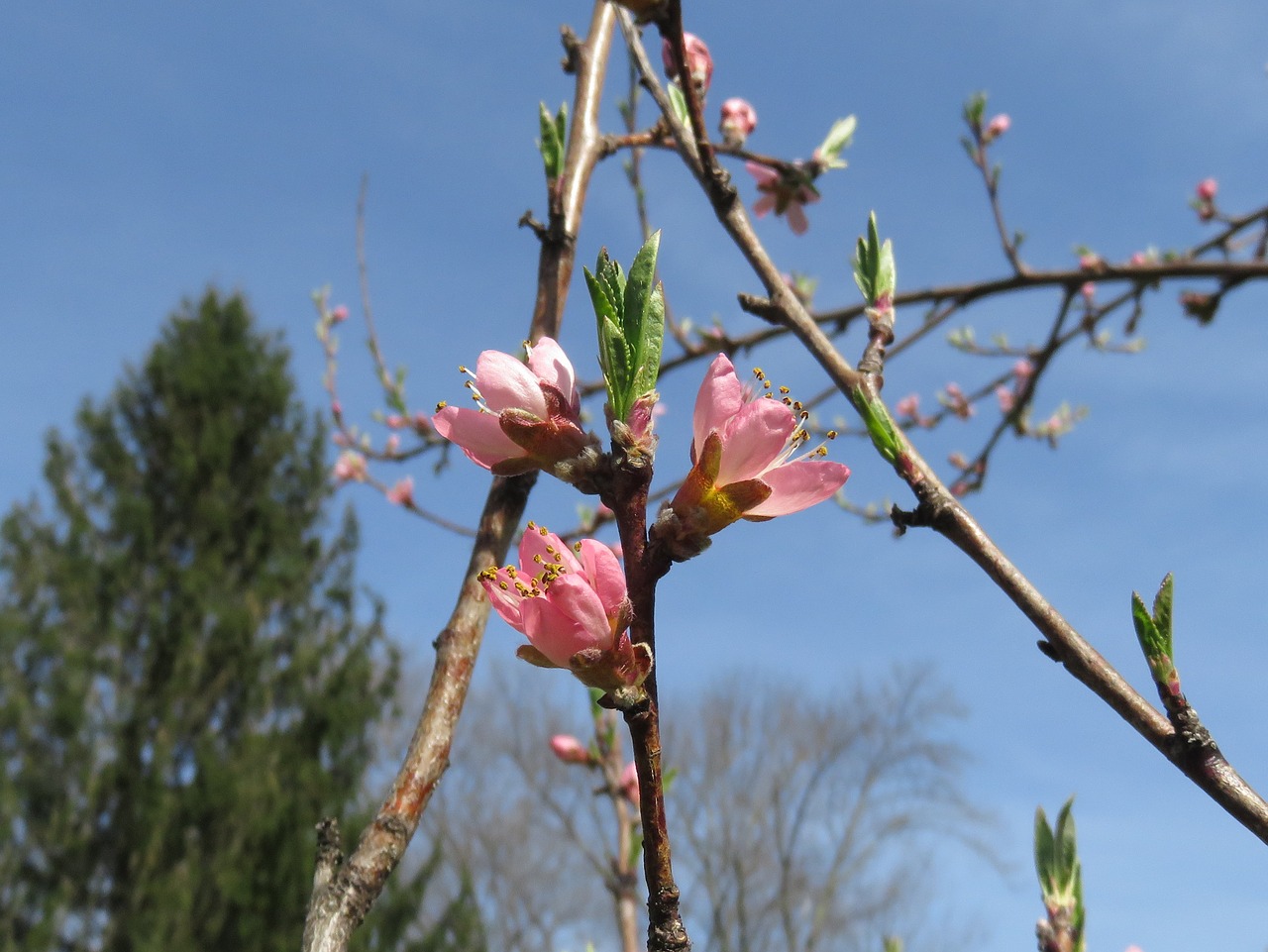 blossom  flower  tree free photo