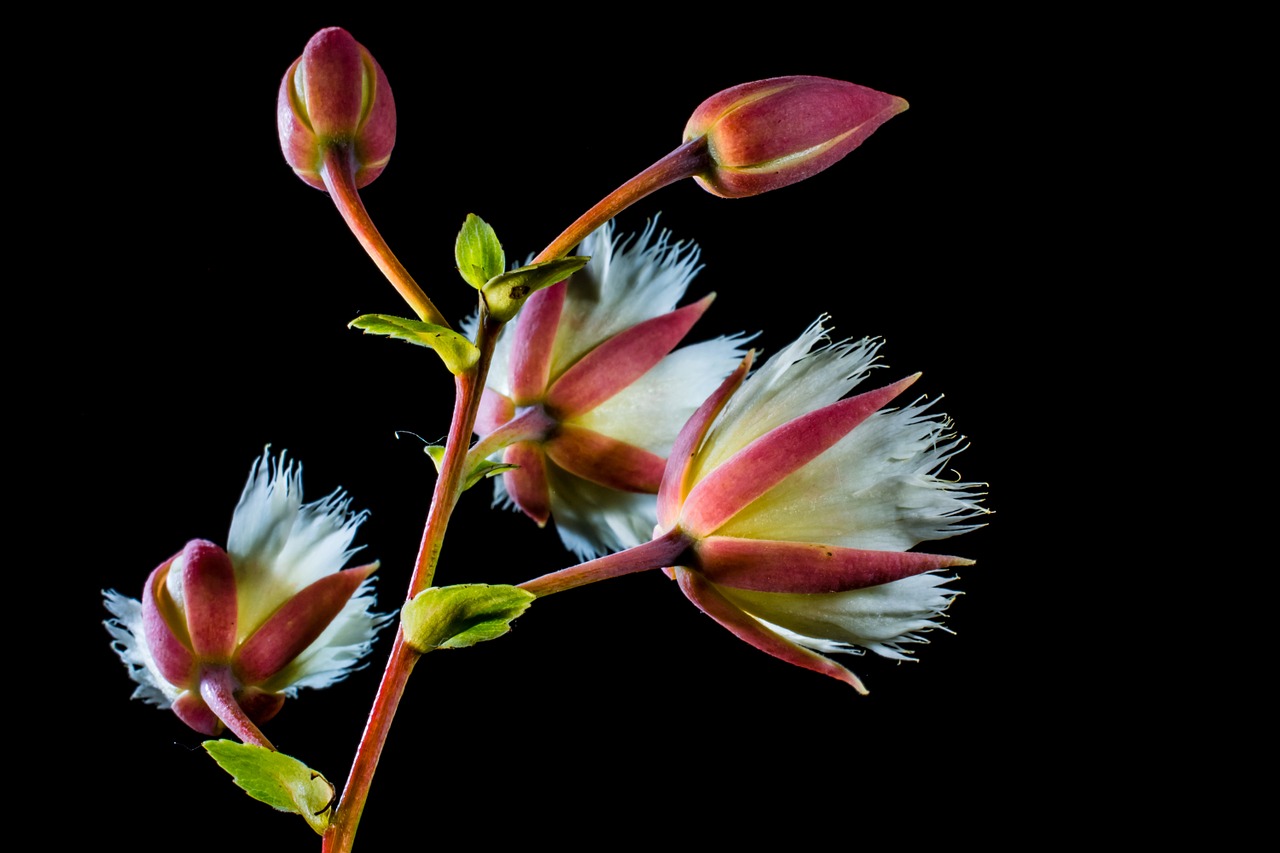 blossom blossom bloom free photo