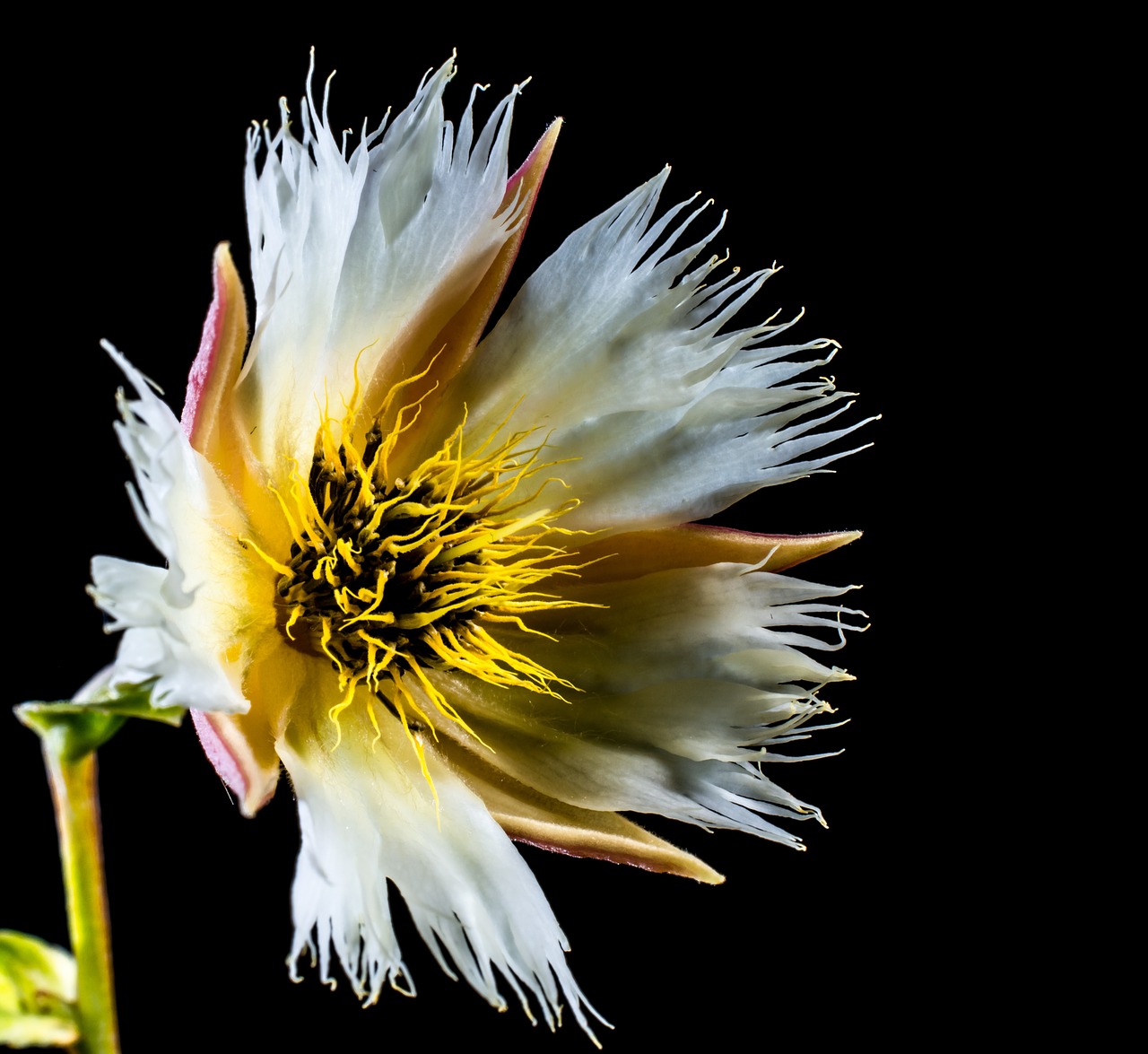 blossom blossom bloom free photo