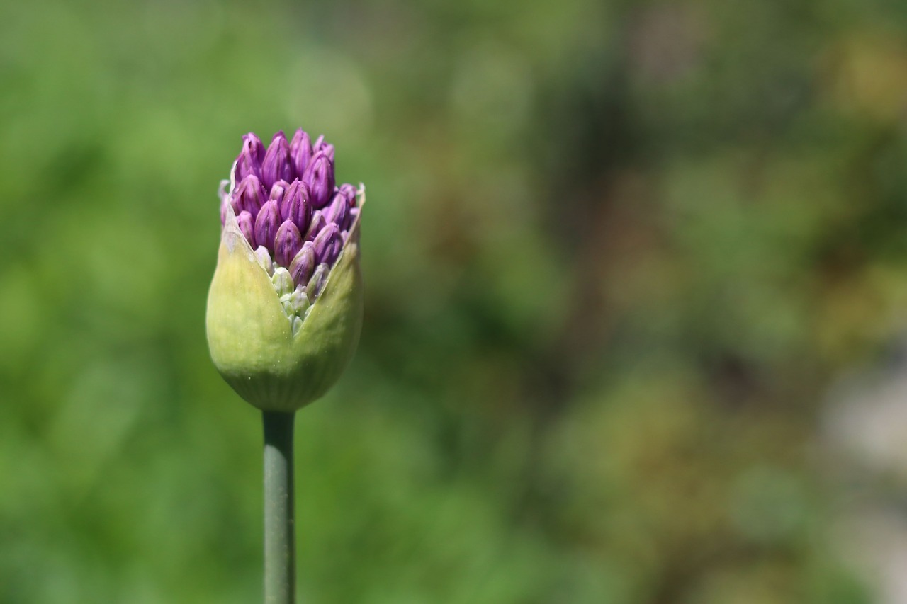 blossom  bloom  purple free photo