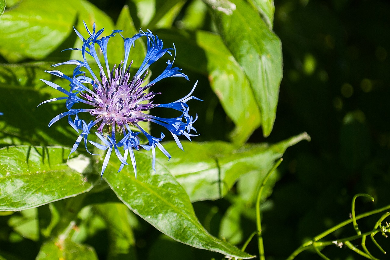 blossom  plant  nature free photo