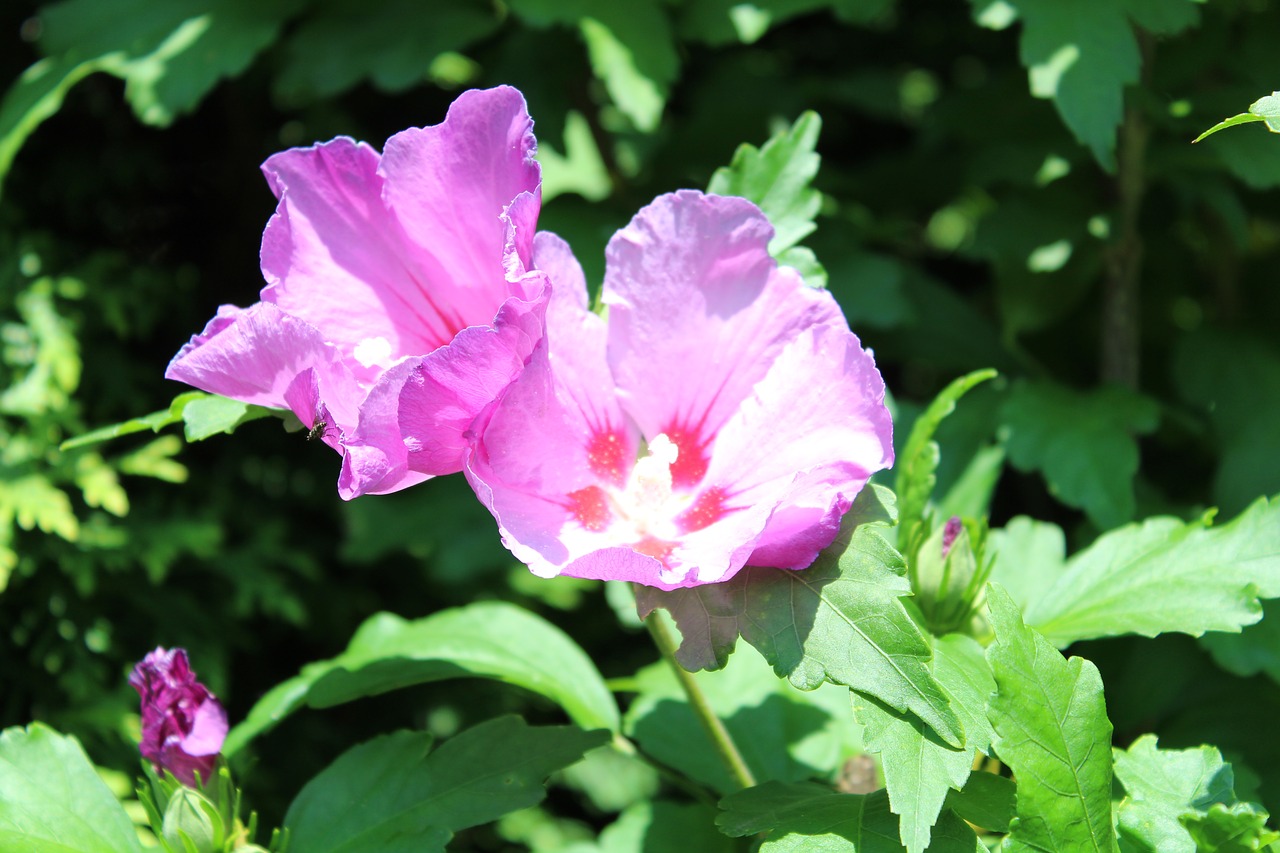 blossom  bloom  purple free photo