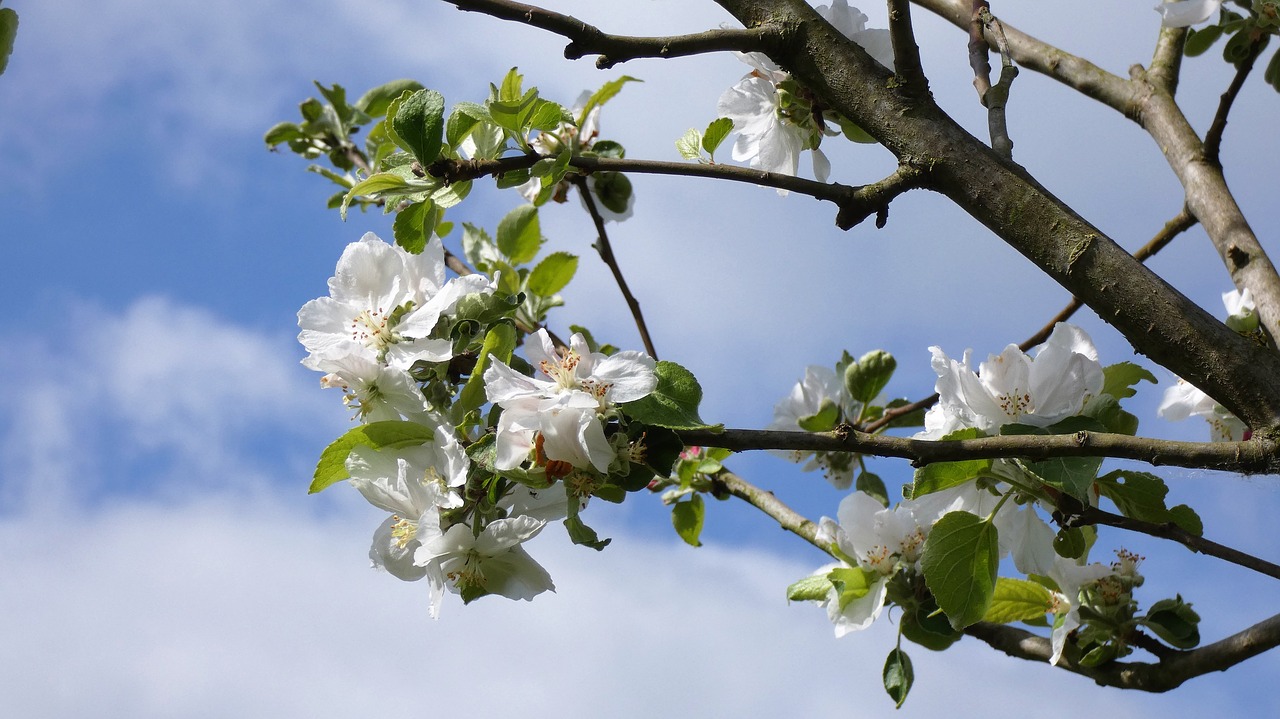 blossom  apple tree  nature free photo