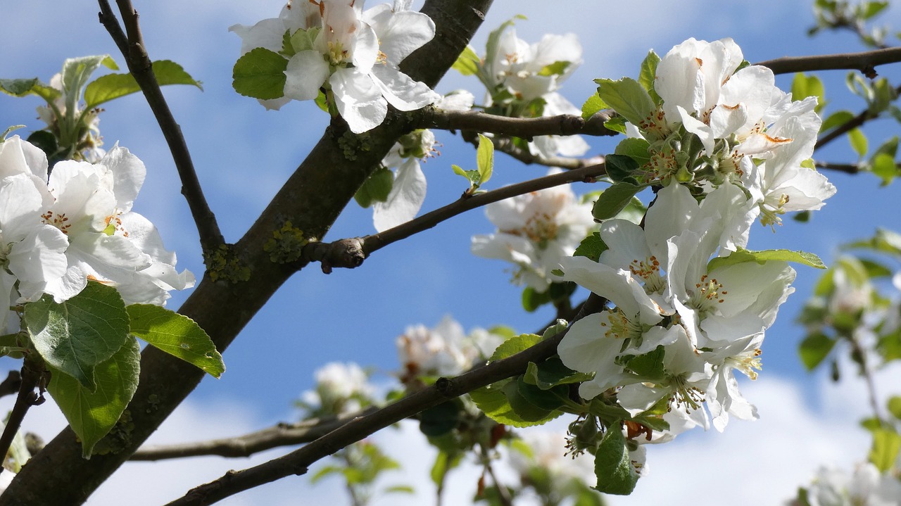 blossom  apple tree  white flower free photo