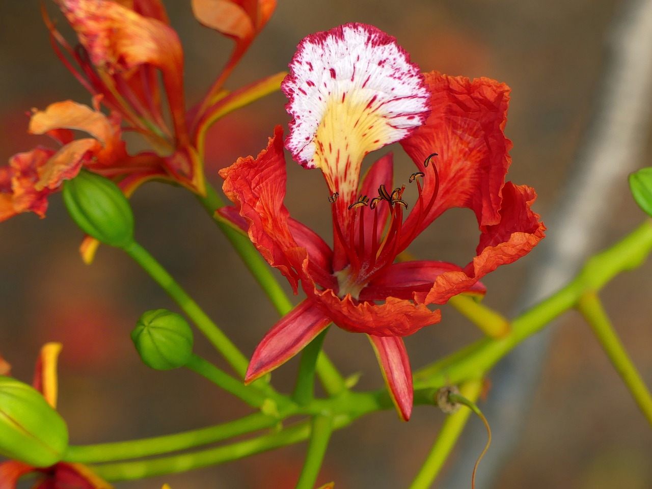 blossom  flower  flame tree free photo