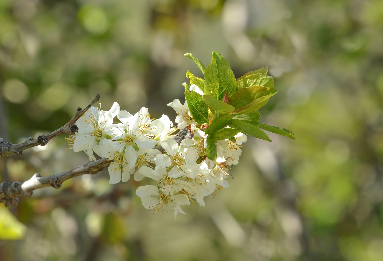 blossom  nature  spring free photo