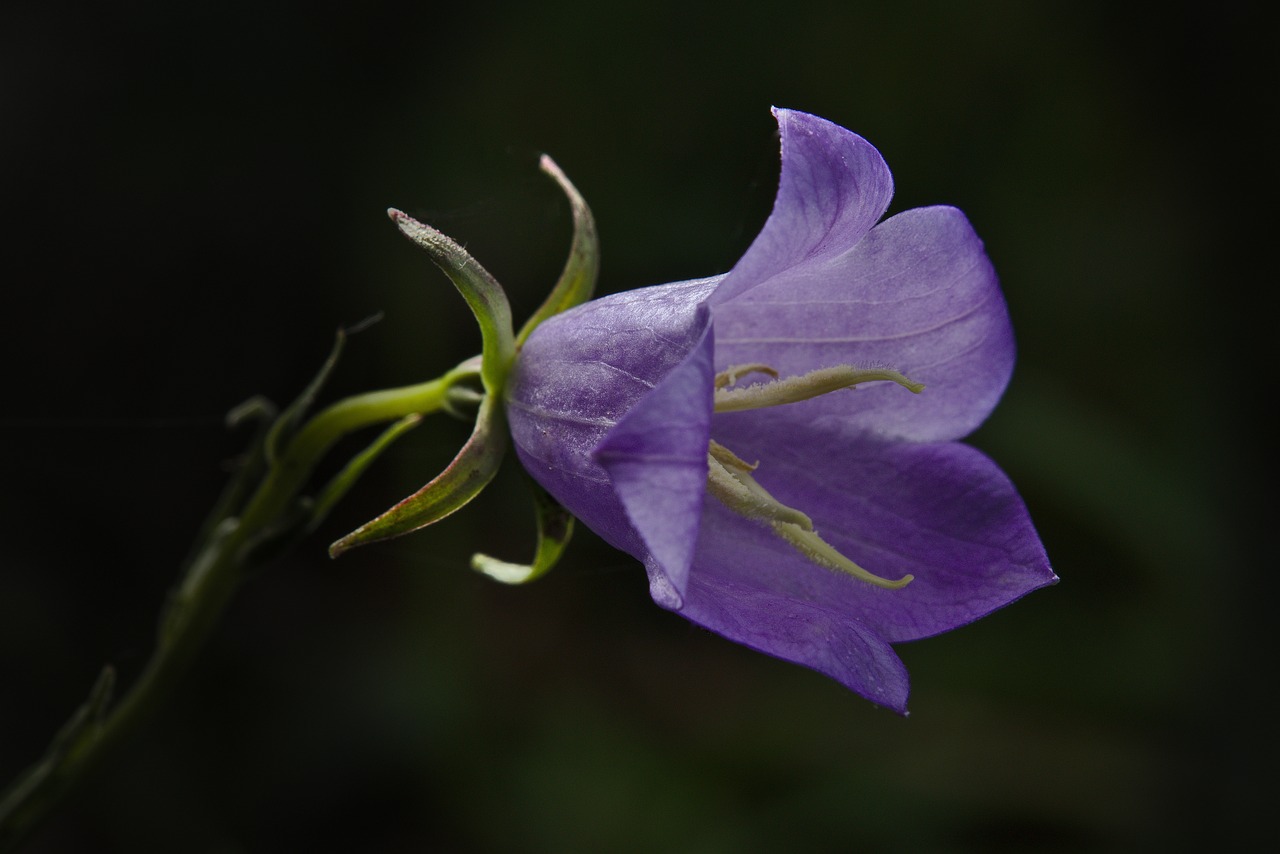 blossom  bloom  violet free photo