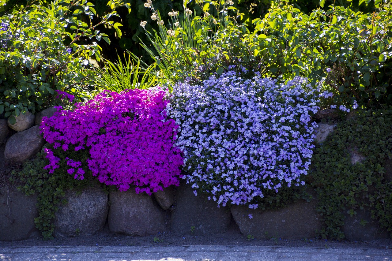 blossom  bloom  plant free photo