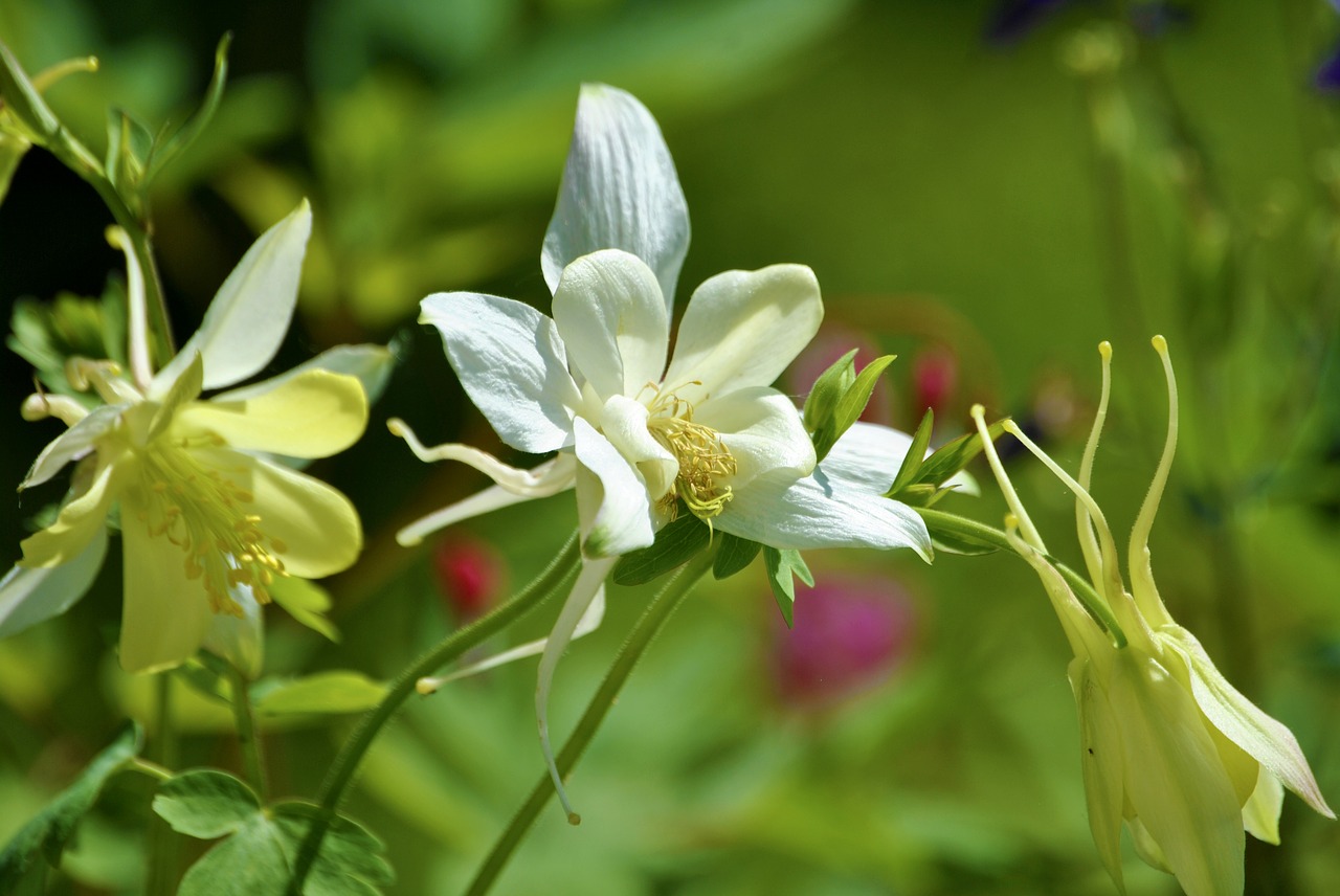 blossom  bloom  pollen free photo