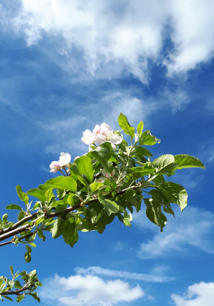 blossom  bloom  apple tree free photo