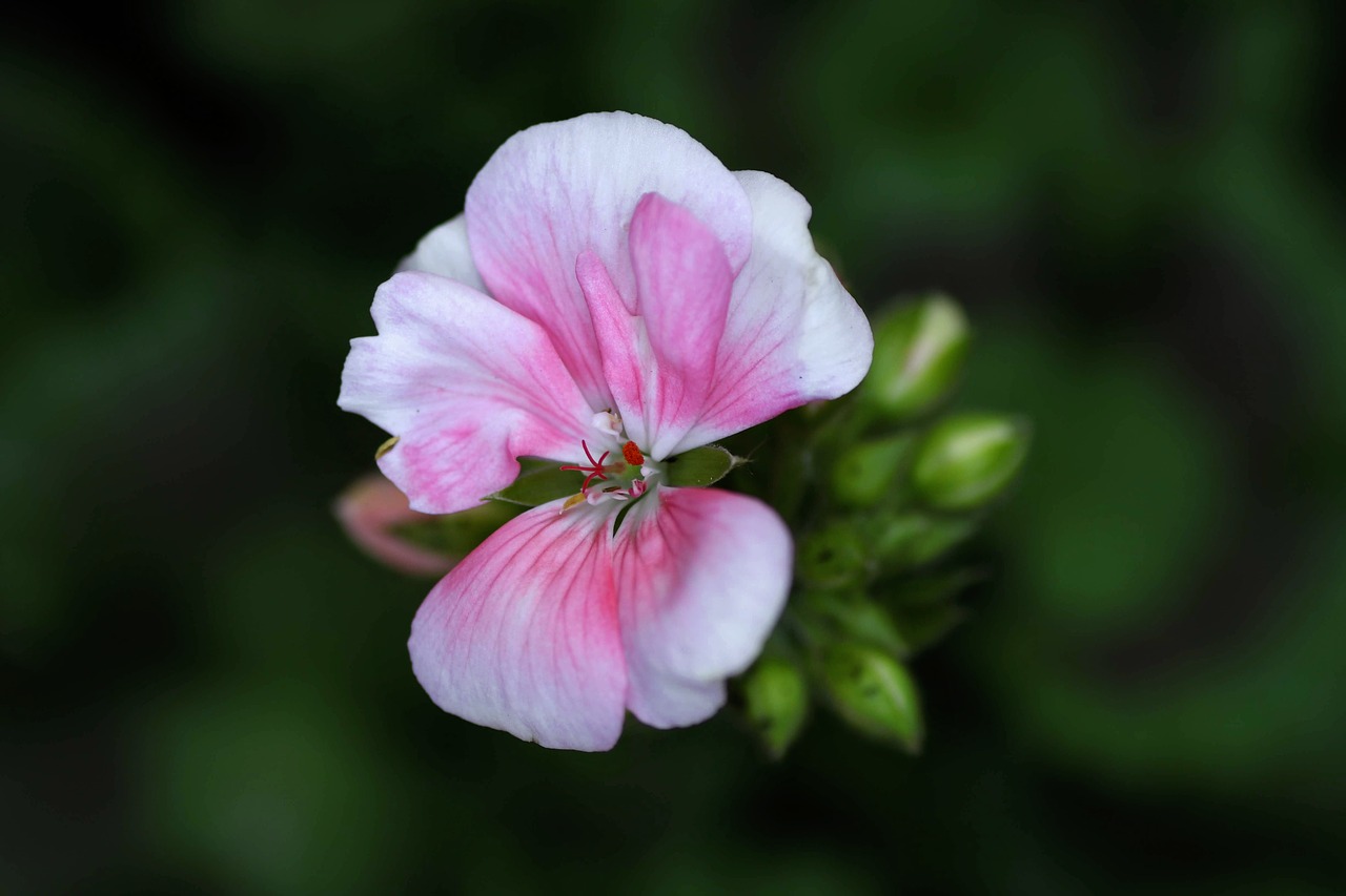 Pink dolly varden пеларгония фото