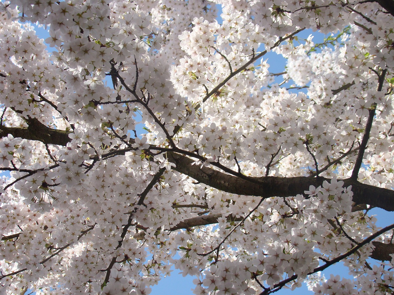 White blossoms. Дерево с белым цветением.