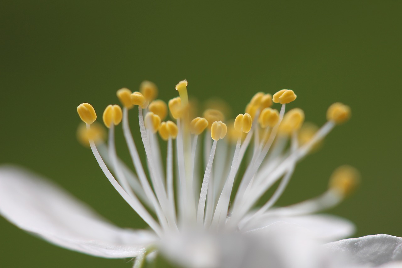 blossom  bloom  stamen free photo