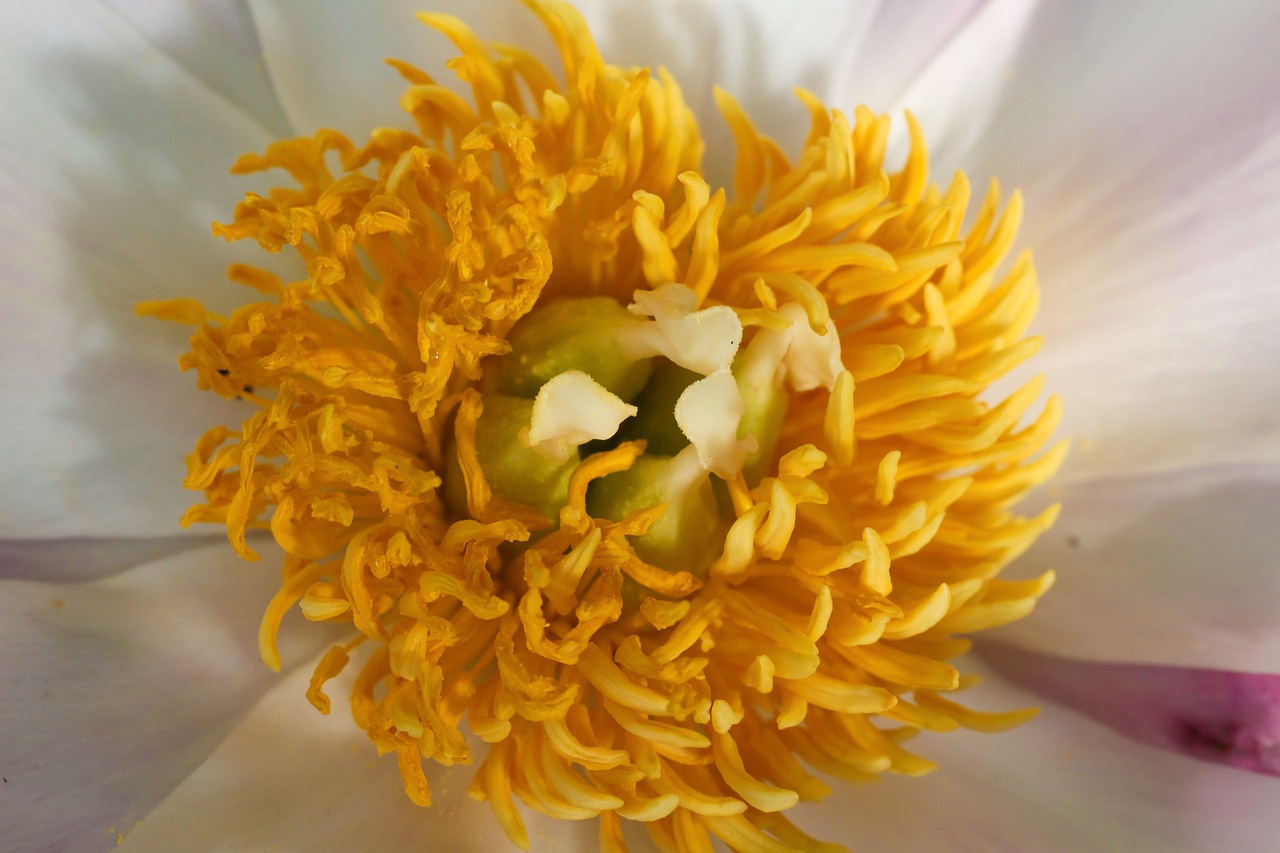 blossom  bloom  close up free photo