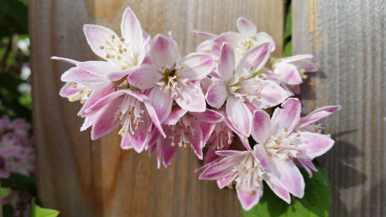 blossom  bloom  pink and white free photo