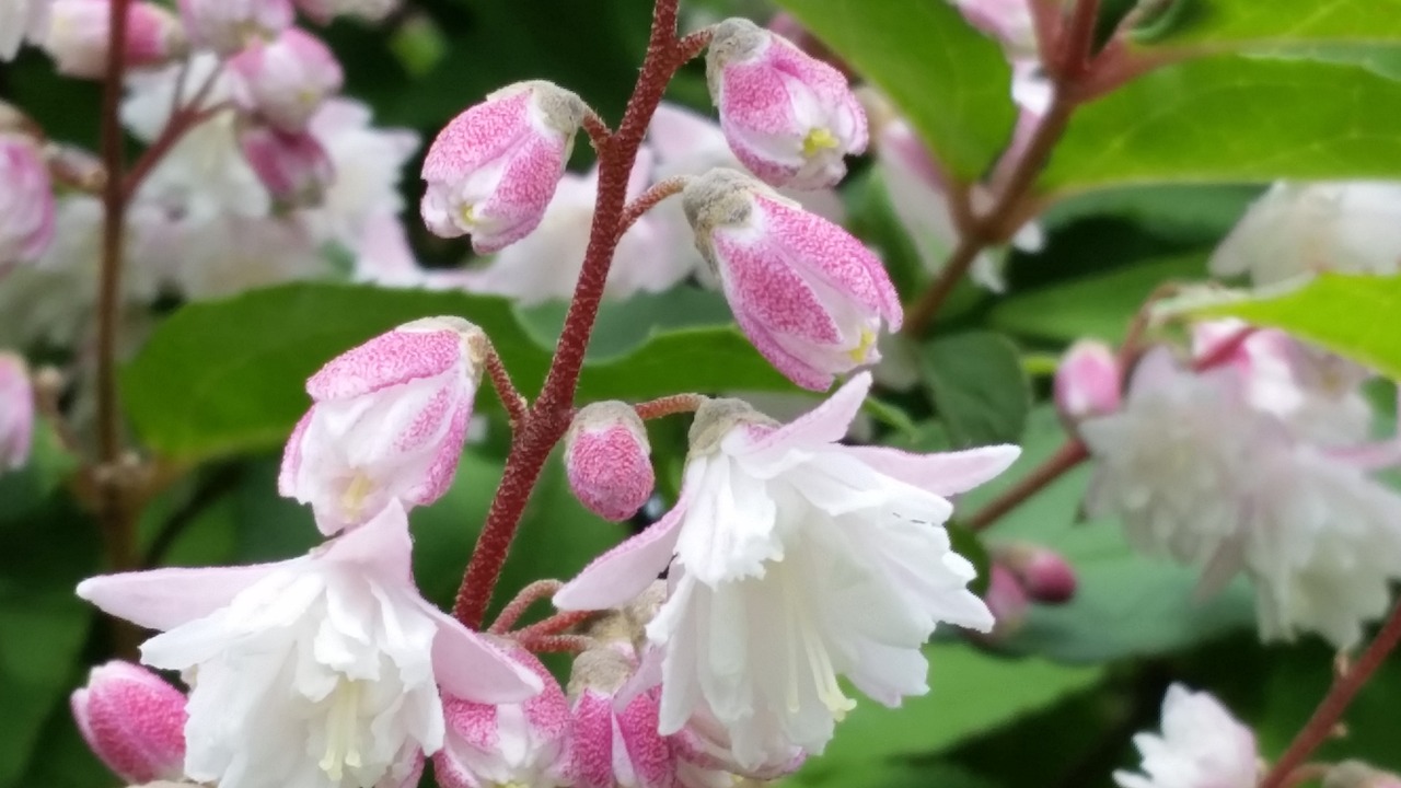 blossom  bloom  white pink free photo