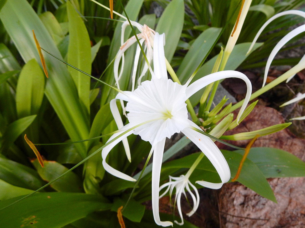 blossom  bloom  white free photo