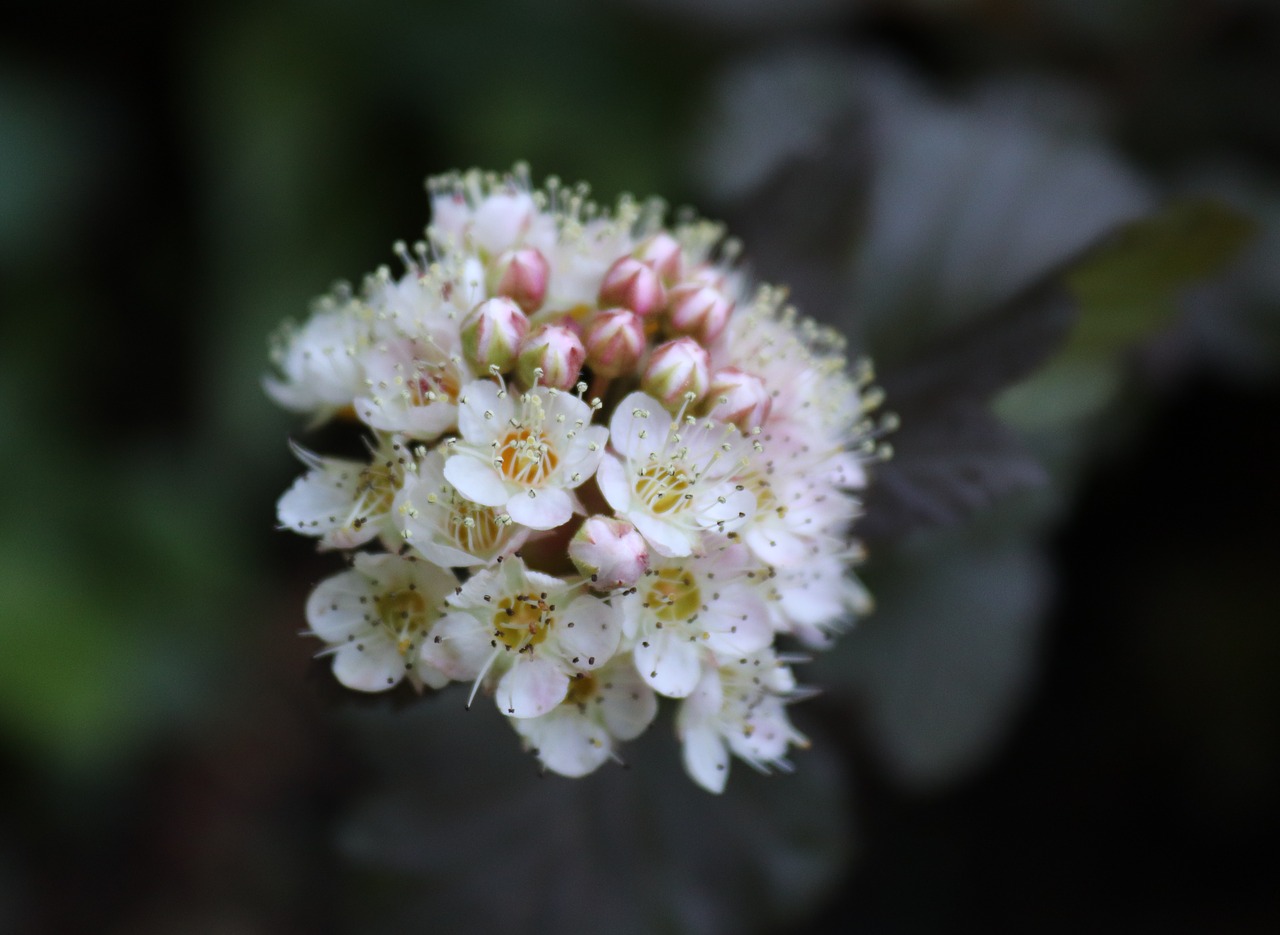 blossom  bloom  bush free photo