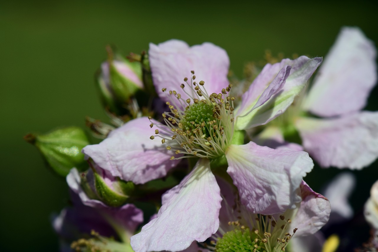 blossom  bloom  blackberry free photo