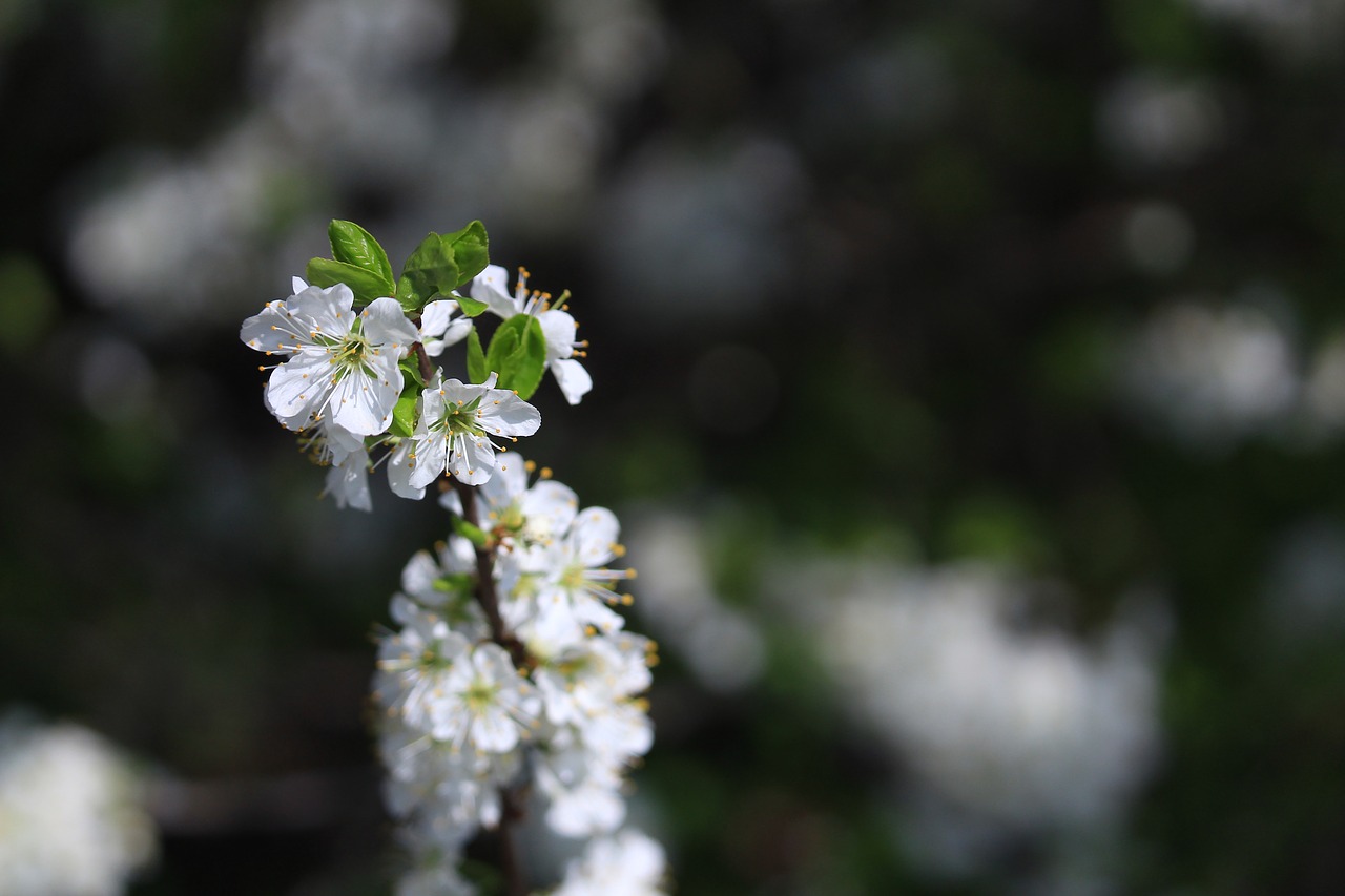 blossom  plants  apple tree free photo