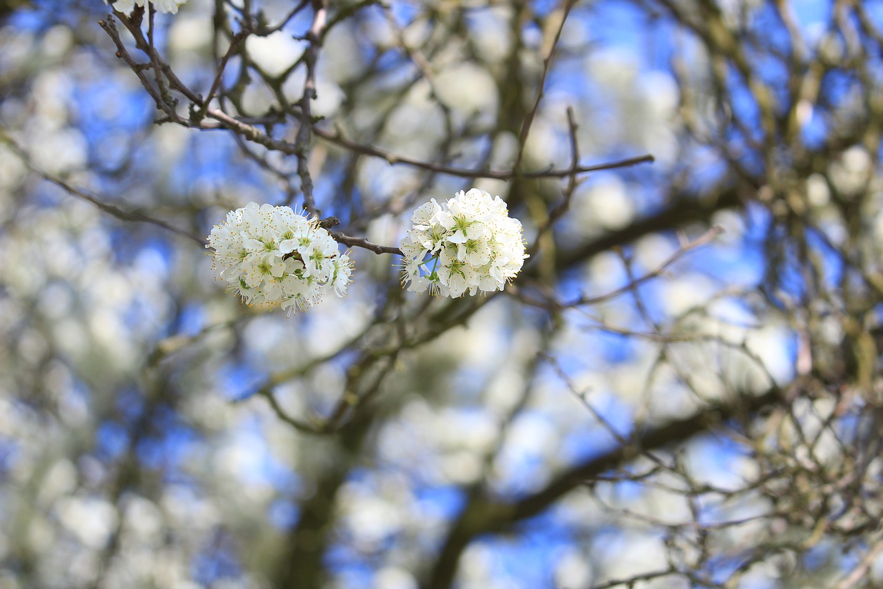 blossom  plants  apple tree free photo