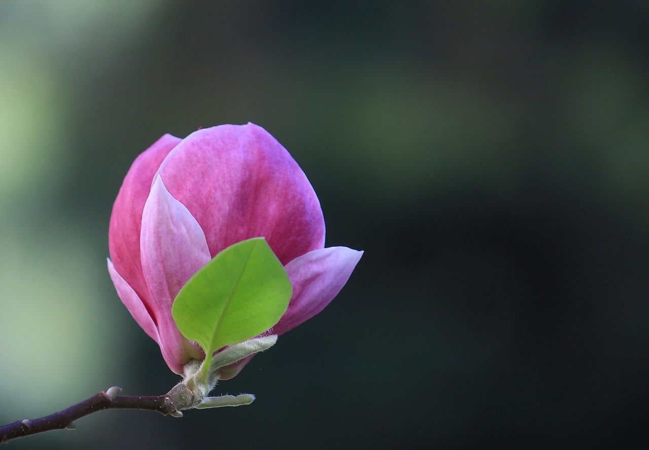 blossom  plant  magnolia free photo