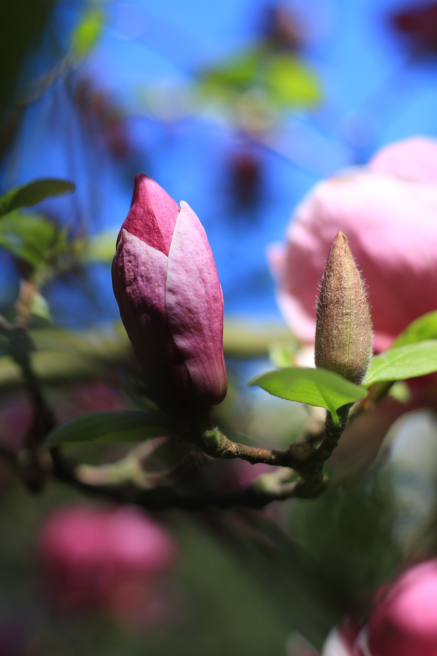 blossom  plant  magnolia free photo