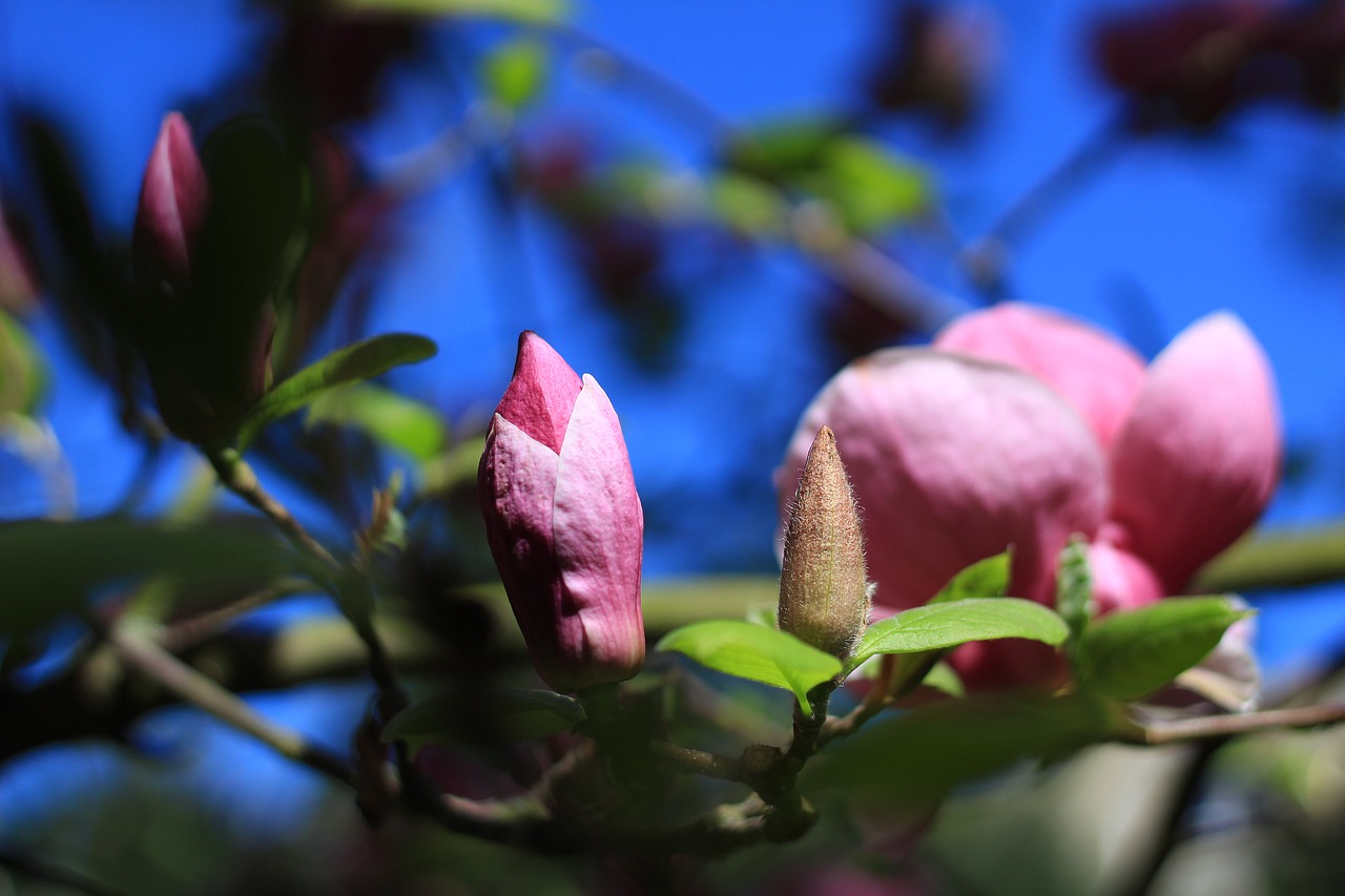 blossom  plant  magnolia free photo