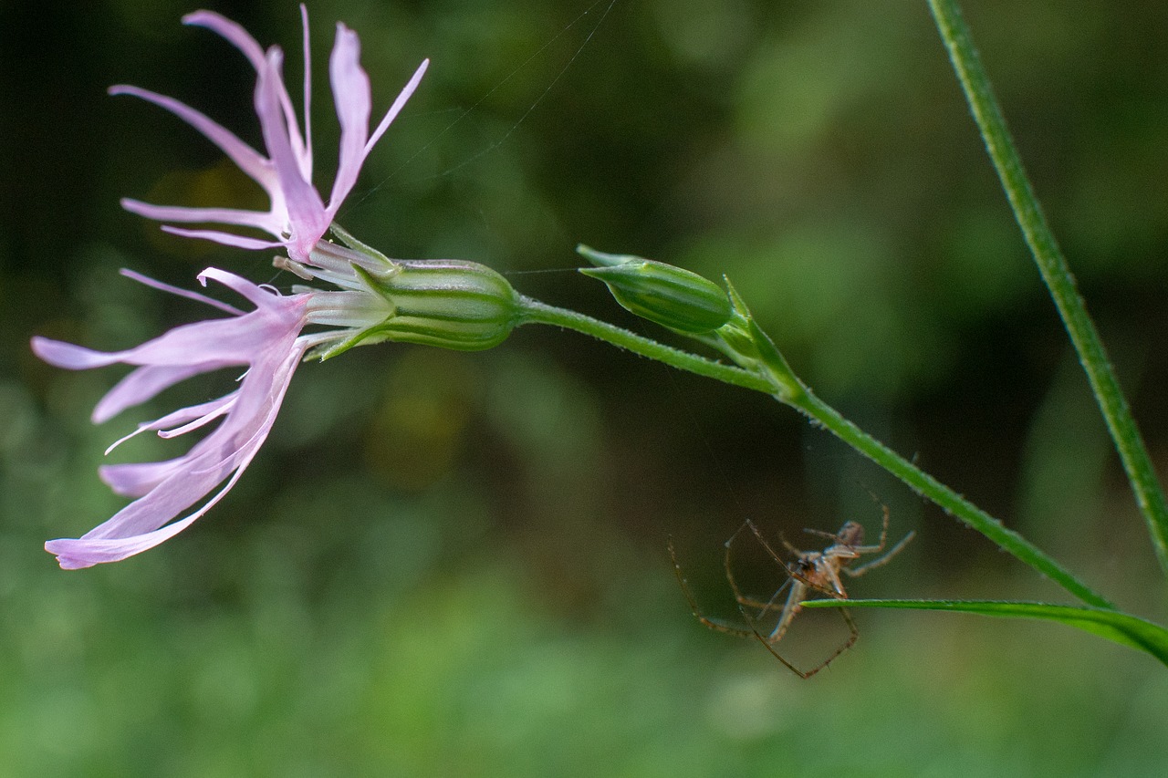 blossom  bloom  spider free photo