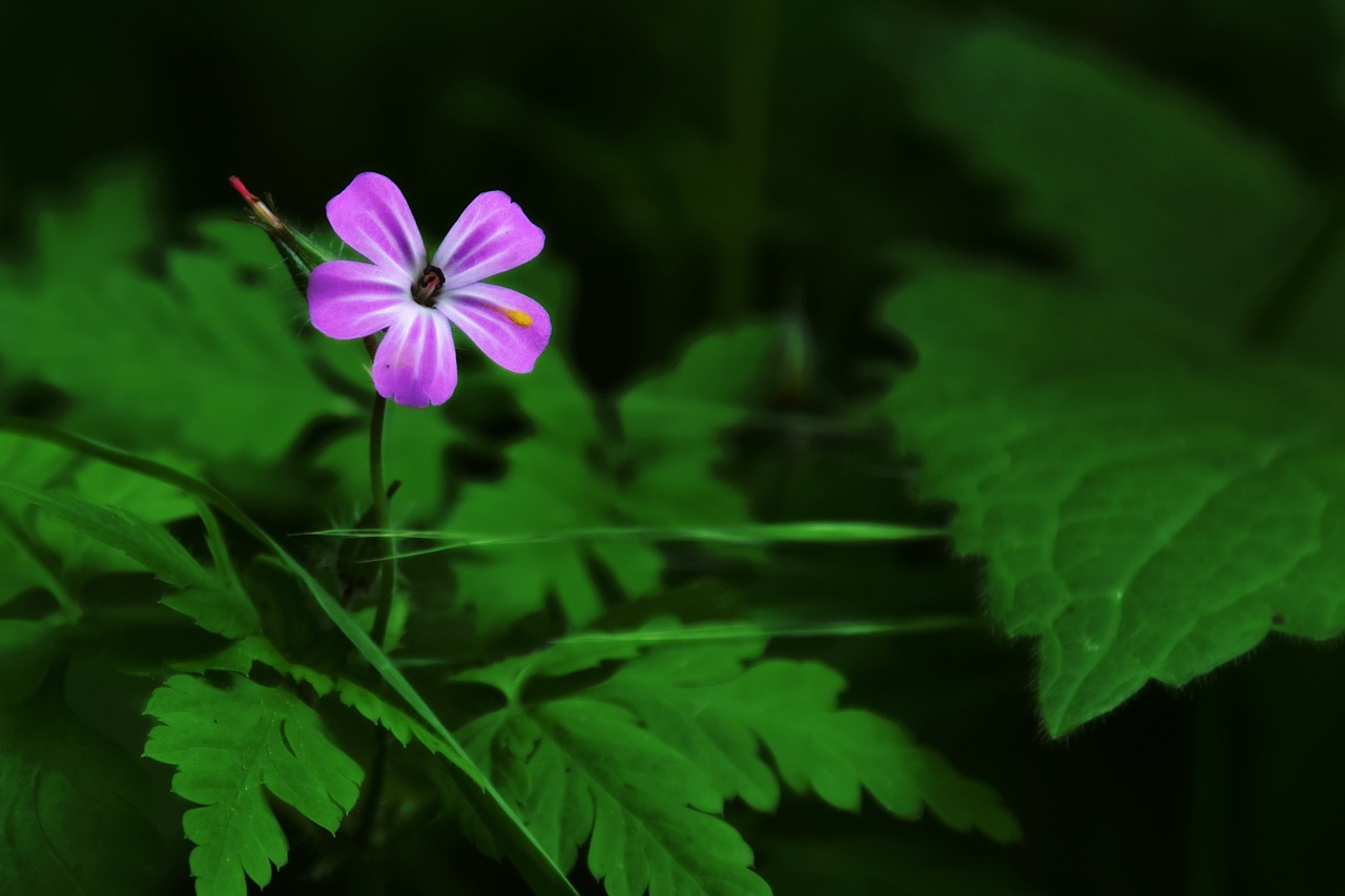 blossom  bloom  flower free photo