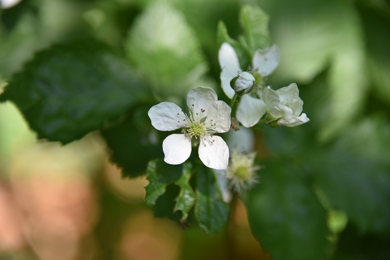 blossom  bloom  wild plant free photo