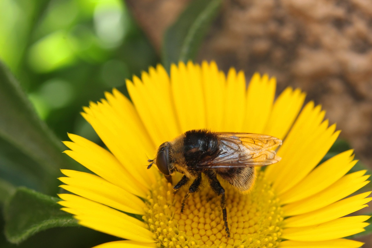 blossom  bloom  insect free photo