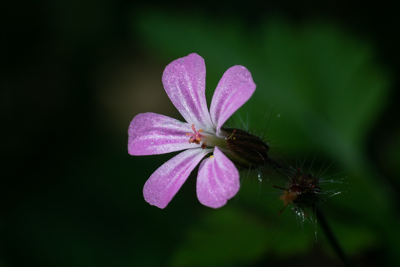 blossom  bloom  plant free photo