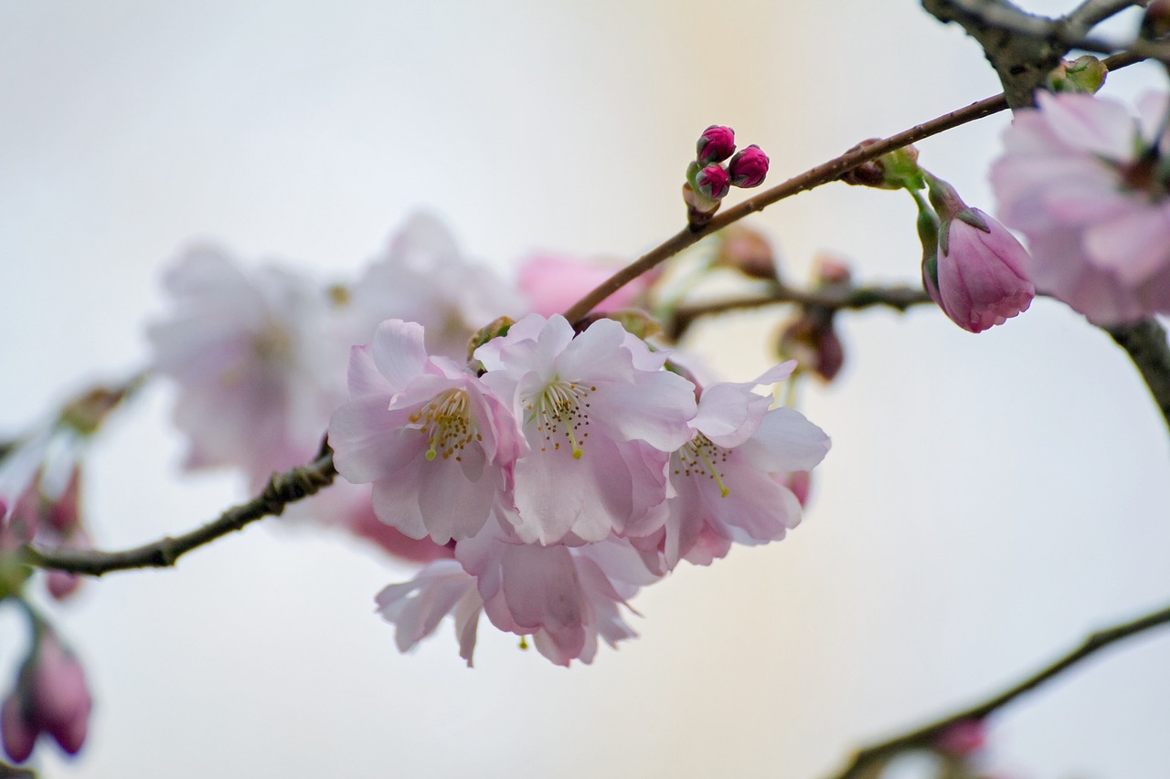 blossom  tree  spring free photo