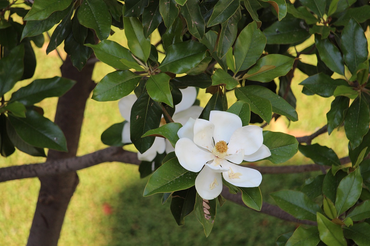 blossom  bloom  white free photo