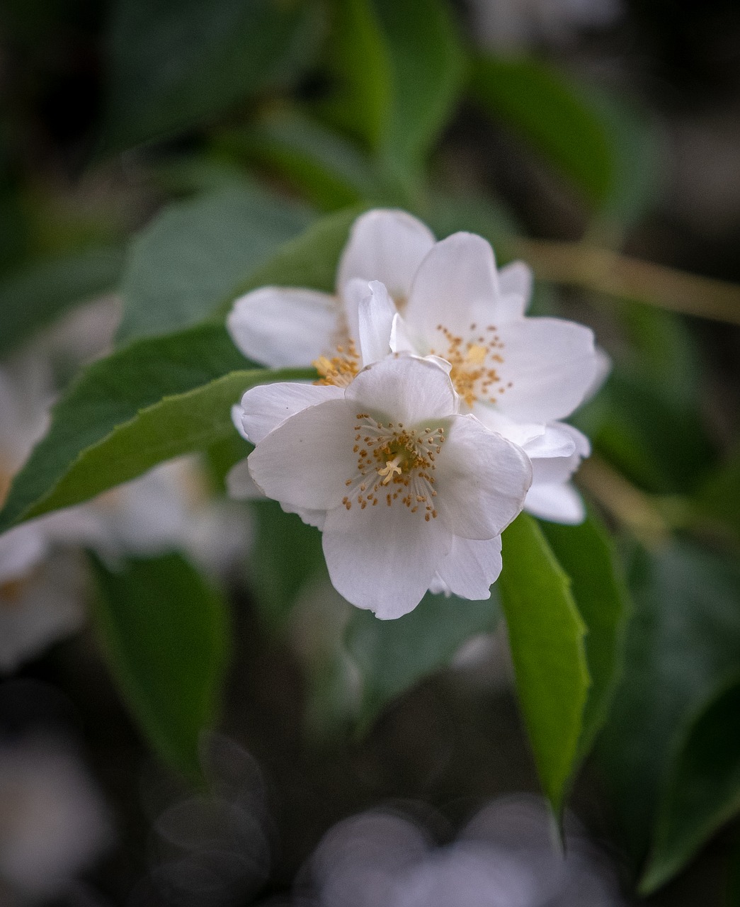 blossom  bloom  cherry blossoms free photo