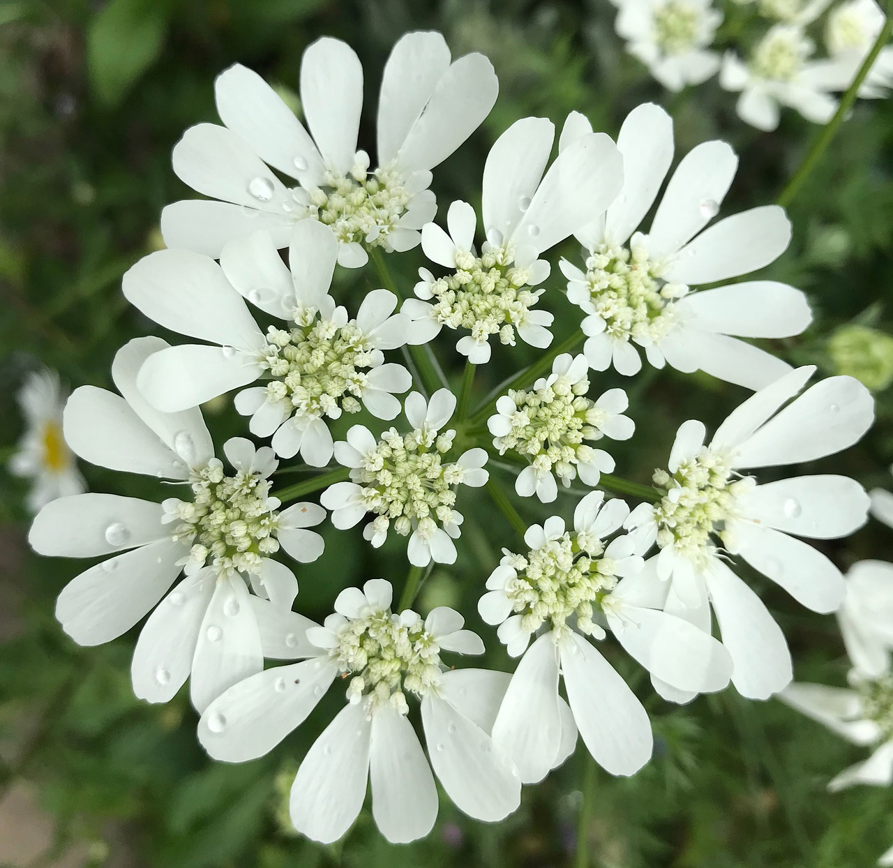 blossom  bloom  white free photo