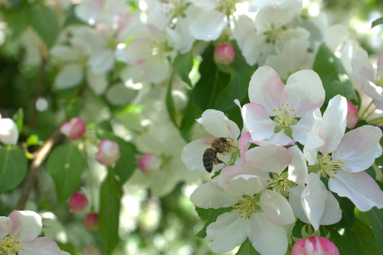 blossom  flower  bee free photo