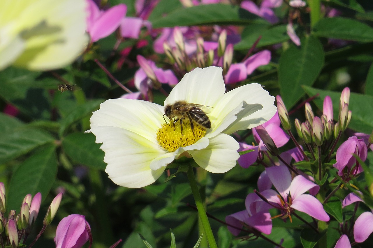 blossom  bloom  bee free photo