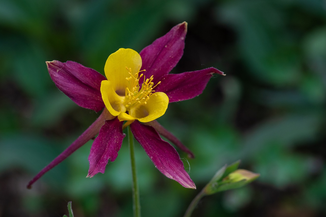 blossom  bloom  flower free photo