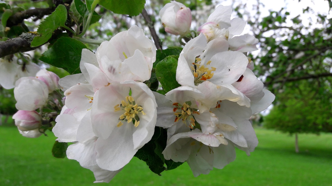 blossom  bloom  apple free photo